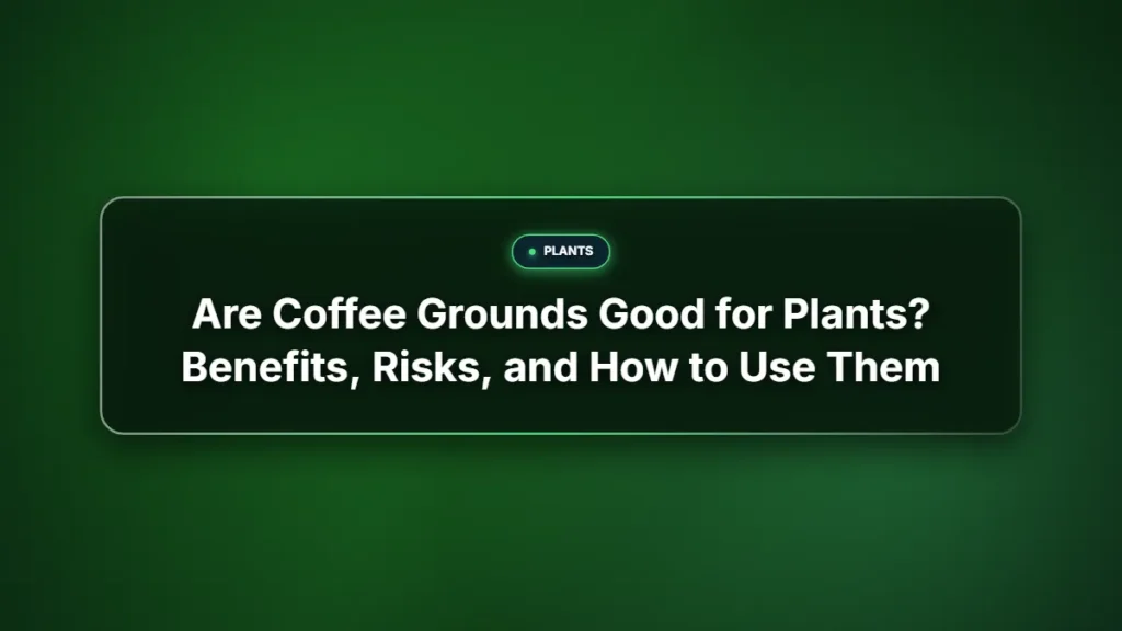 Are coffee grounds good for plants