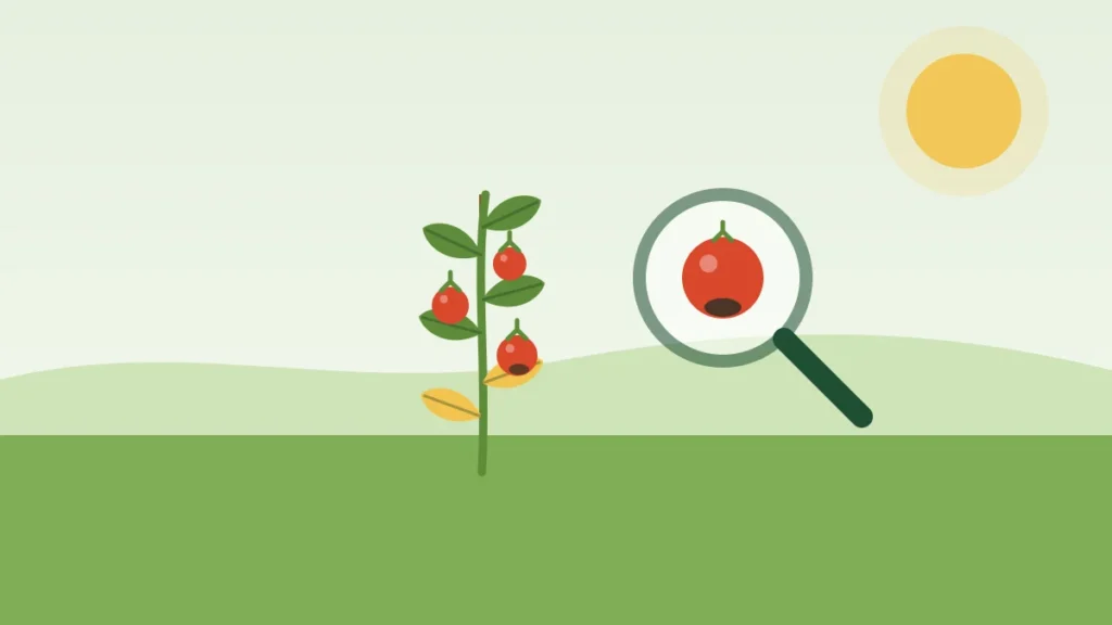 Illustration of a tomato plant with yellowing leaves and a magnifier showing blossom end rot