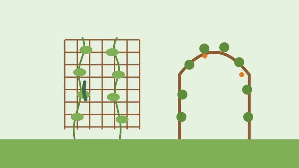 Illustration of a grid trellis with cucumber vines and an arched trellis covered in climbing plants