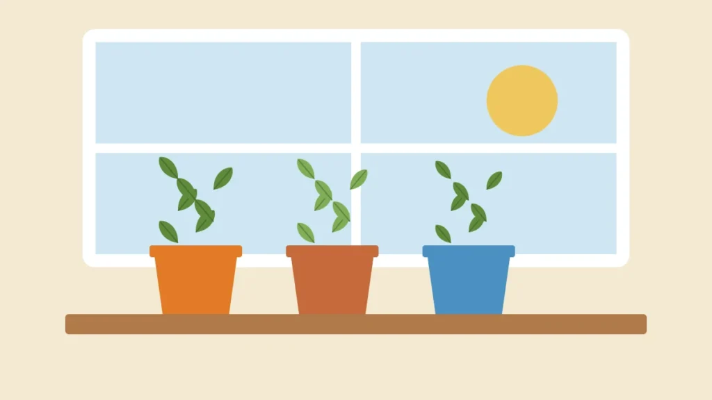 Illustration of three pots of herbs on a sunny kitchen windowsill