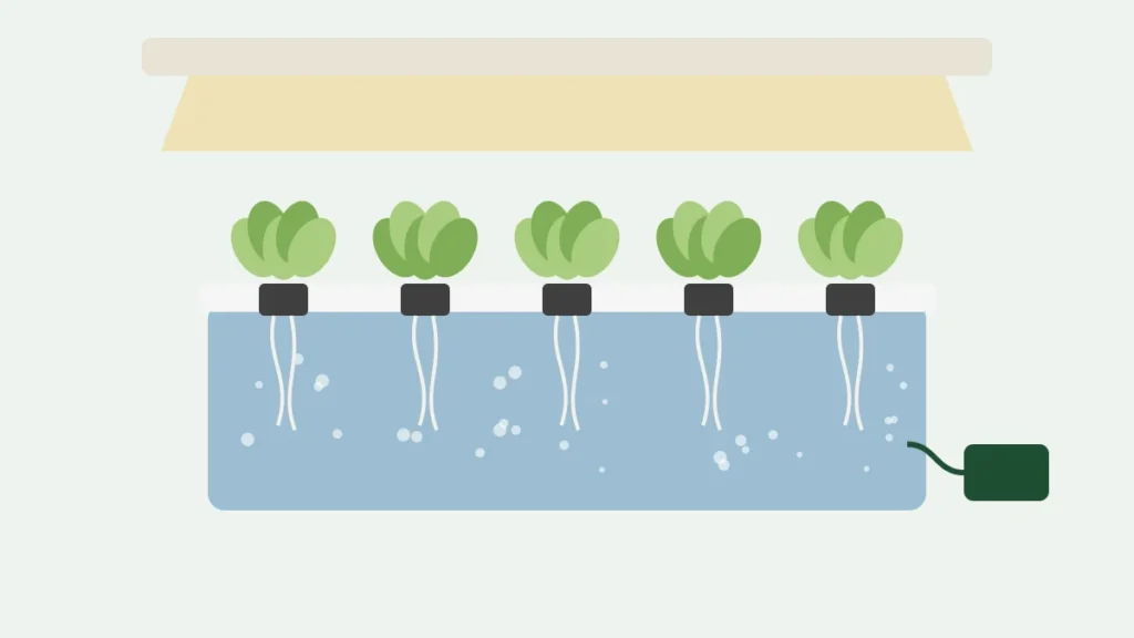 Illustration of lettuce growing in a hydroponic tub under a grow light, with roots hanging in bubbling water