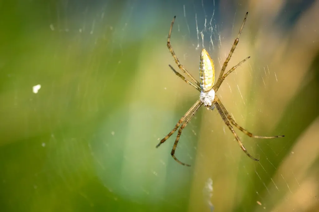 A banded garden spider with striped abdomen