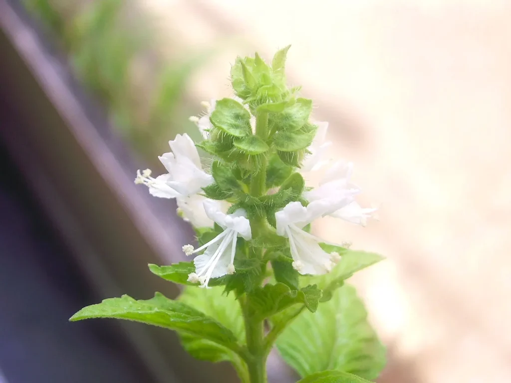 Italian basil plant in flower