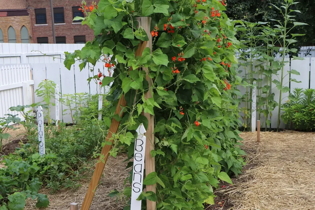 Bean vines with bright orange flowers climbing a trellis