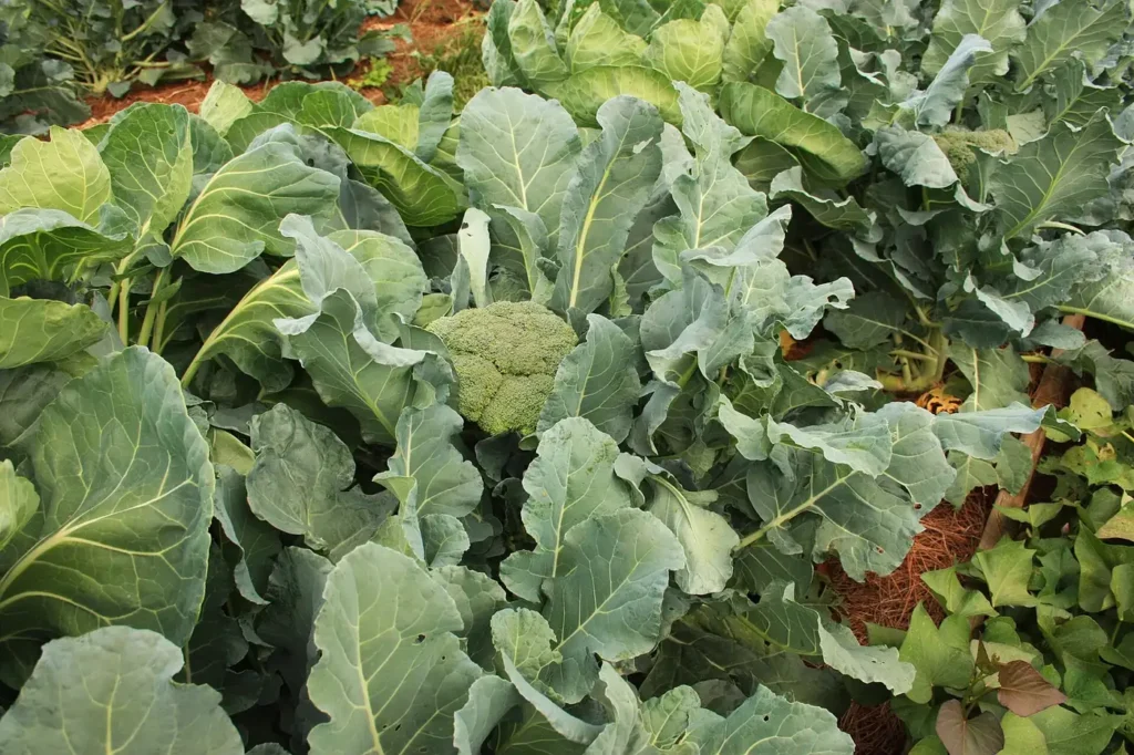 Broccoli plants growing in a vegetable garden