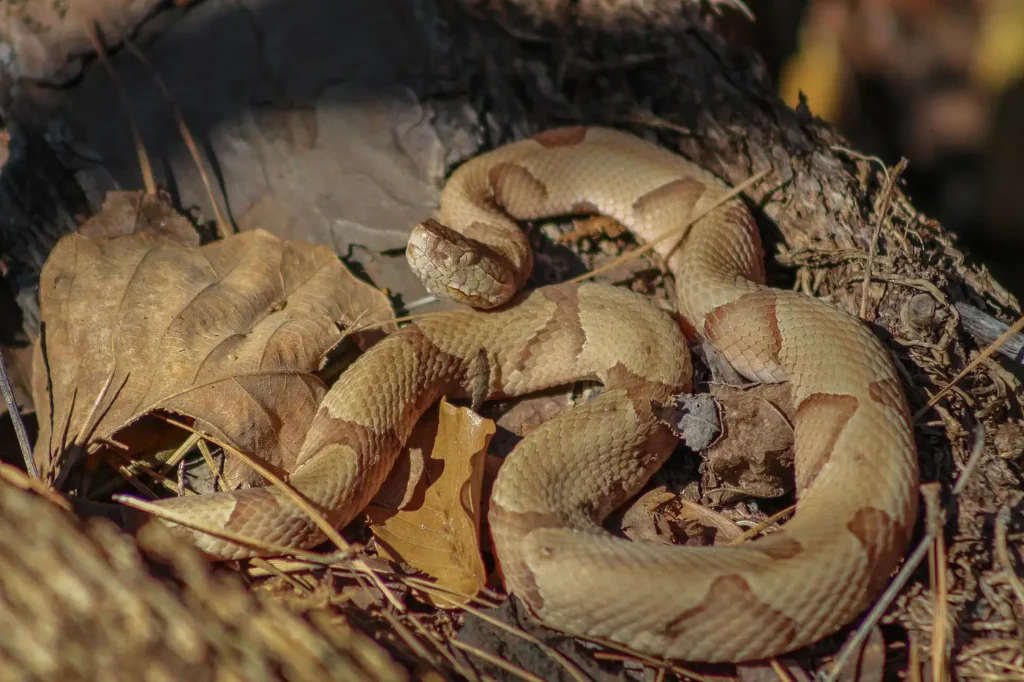 A copperhead, a venomous snake with hourglass-shaped bands