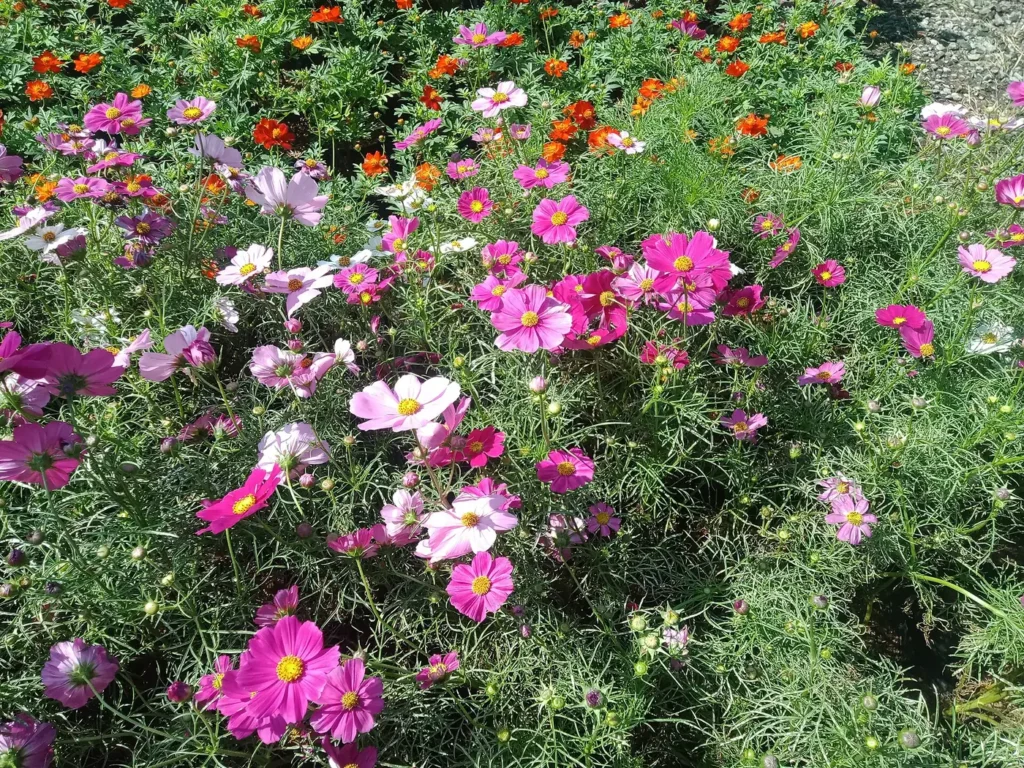 Cosmos flowers in shades of pink, an easy cut flower