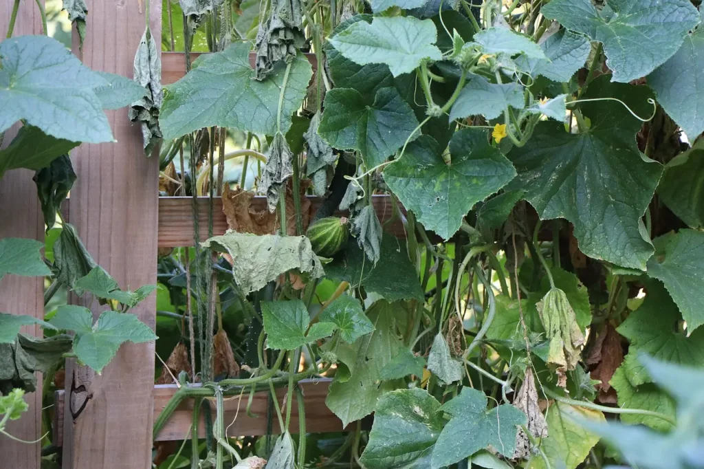 A cucumber hanging from a vine trained on a wooden trellis