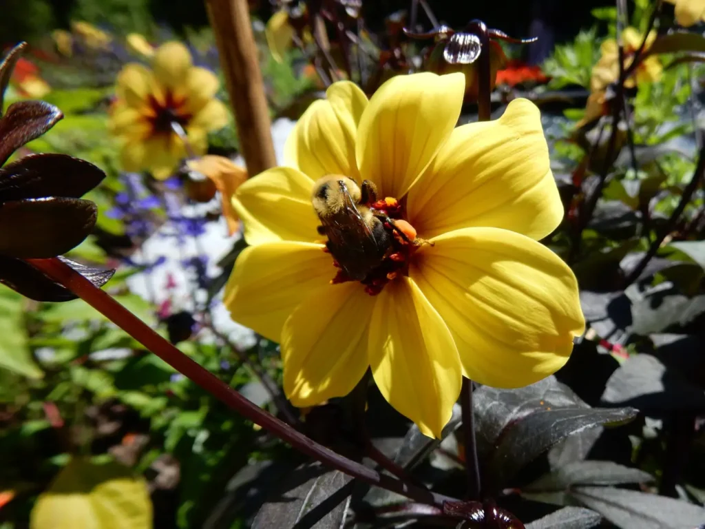 A yellow dahlia in bloom, a classic late-summer cut flower