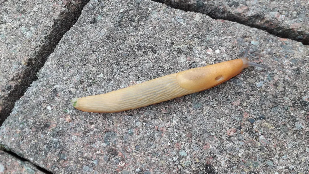 A gray garden slug (Deroceras reticulatum)