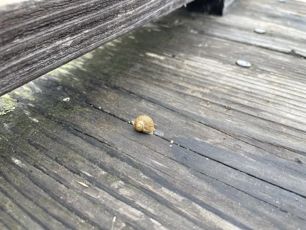 A brown garden snail (Cornu aspersum)