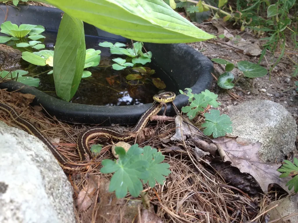 A common garter snake, the snake most often called a garden snake