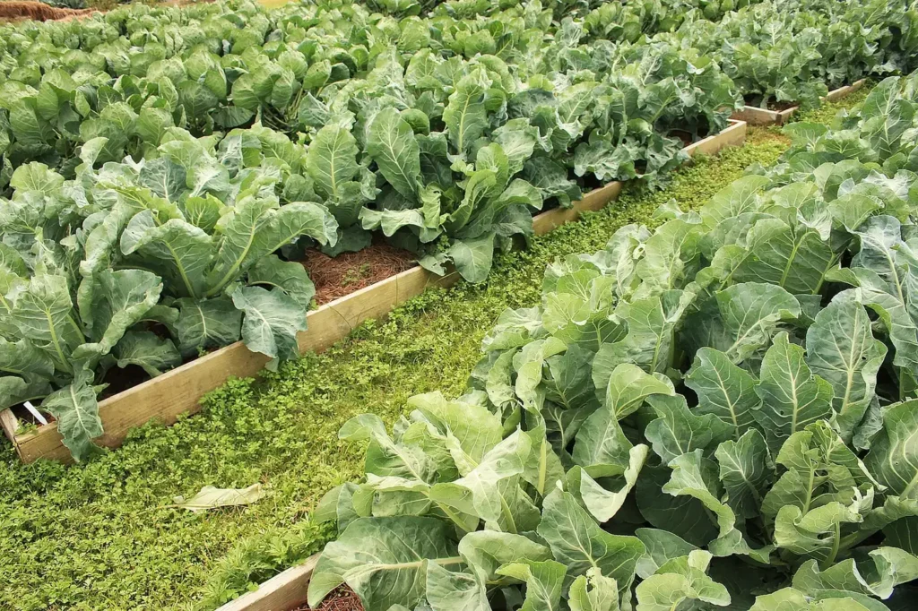 Leafy greens growing in raised garden beds
