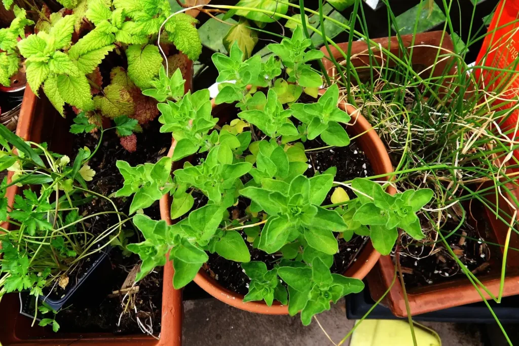 A selection of fresh herbs growing in containers