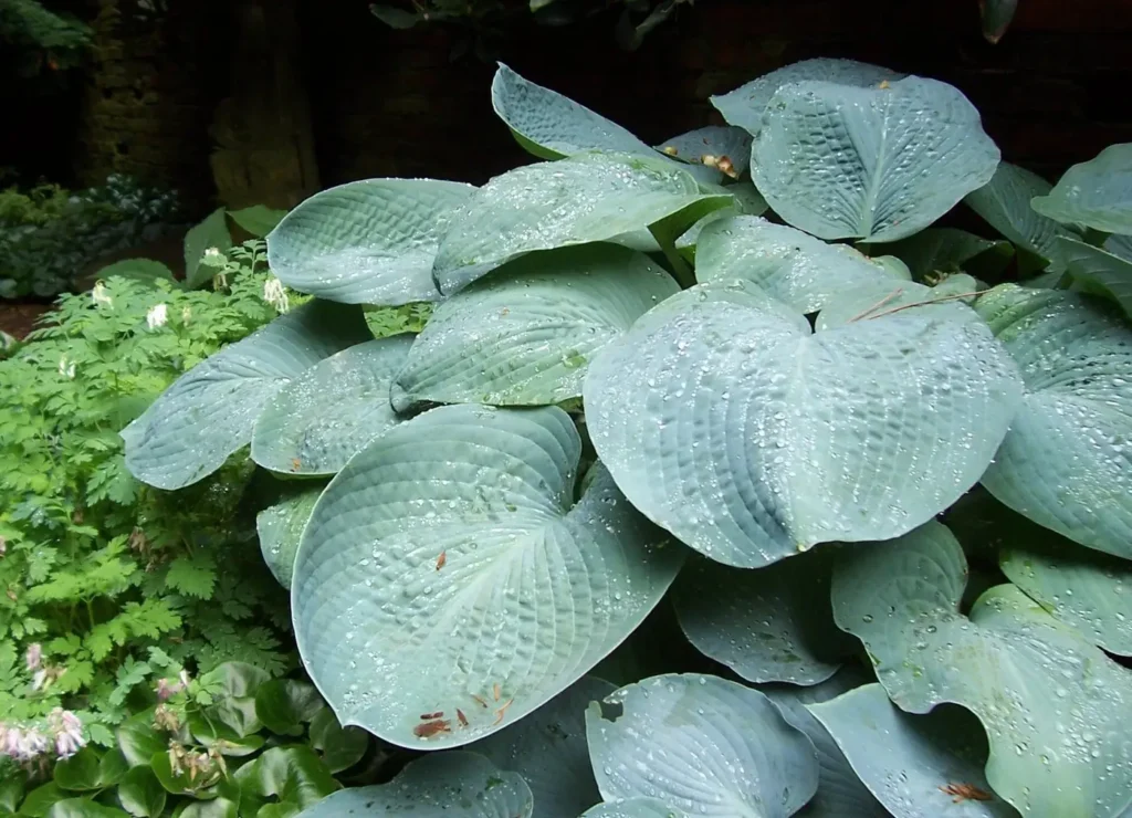 A border of hostas growing in a shady garden