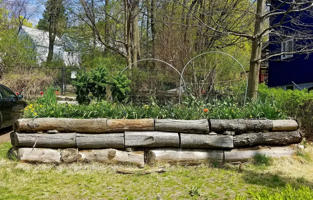 A hugelkultur mound built over buried wood