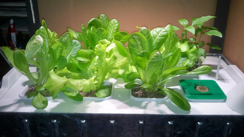 Plants growing in a hydroponic system without soil