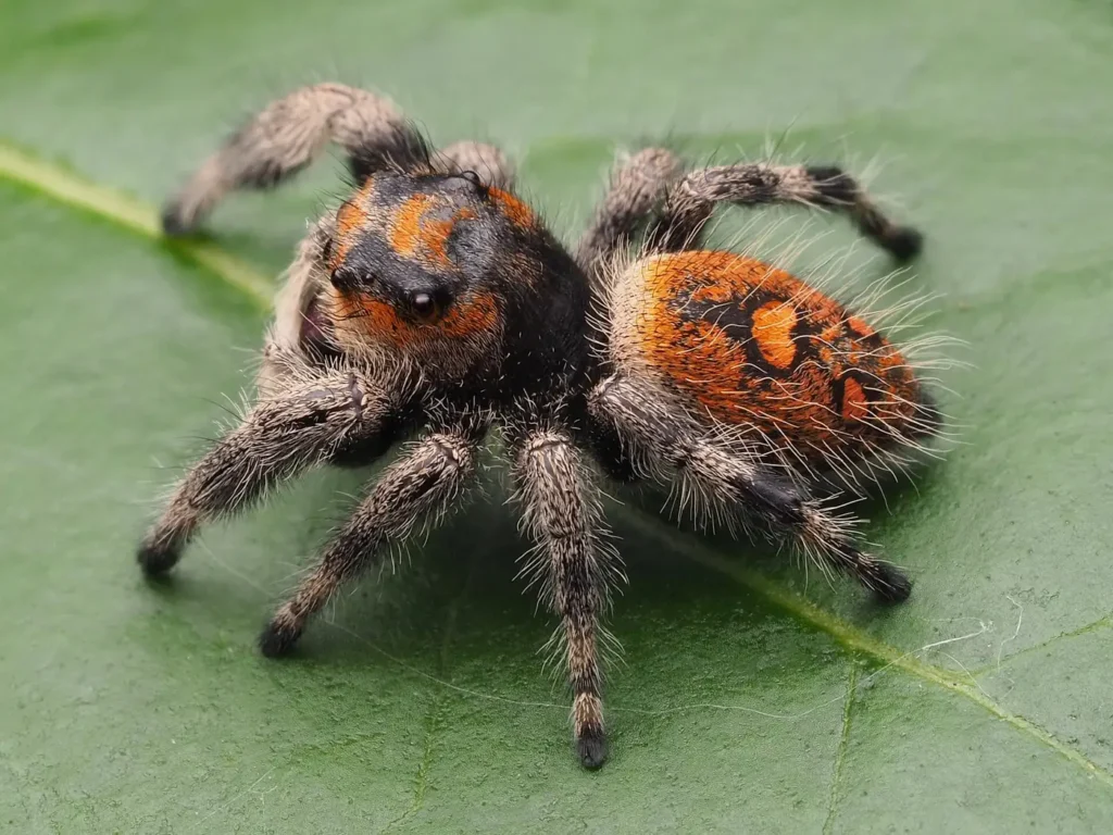 A regal jumping spider, a small hunting spider