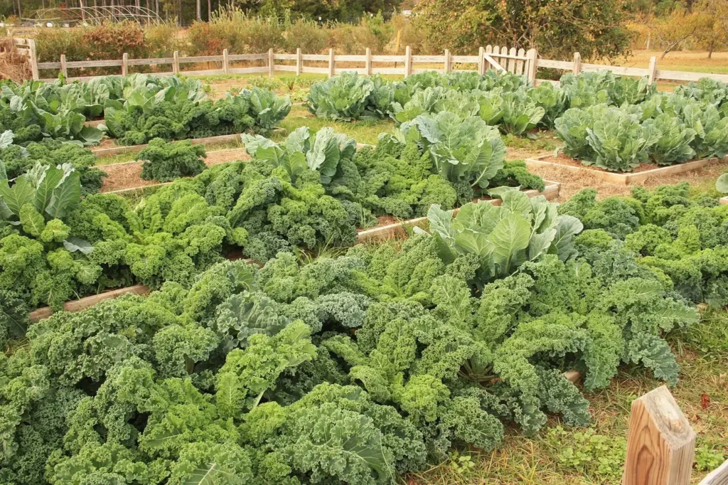 Kale and cabbage growing in wooden raised garden beds