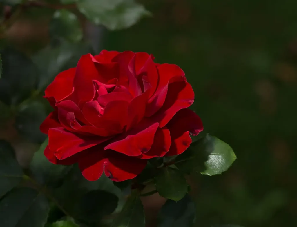A Knock Out shrub rose, bred for disease resistance