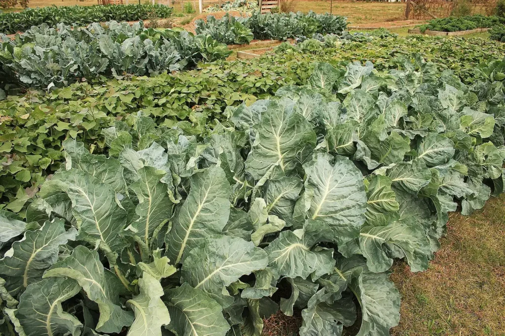 Leafy greens growing in rows in a home vegetable garden