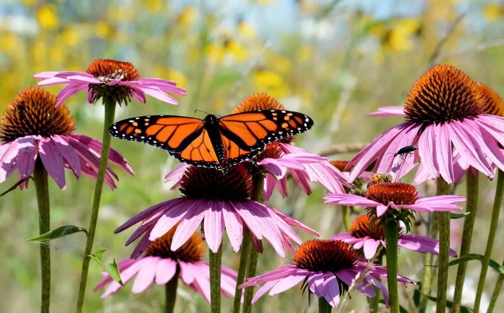 A monarch butterfly and a honeybee feeding on purple coneflower