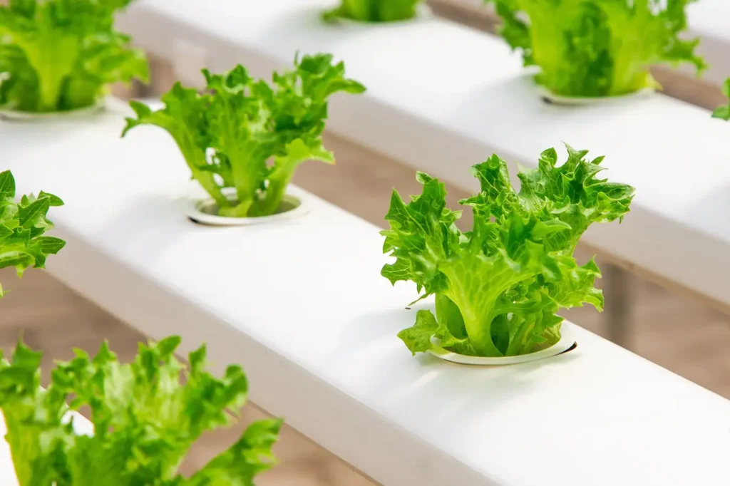 Lettuce growing in a nutrient film technique (NFT) channel