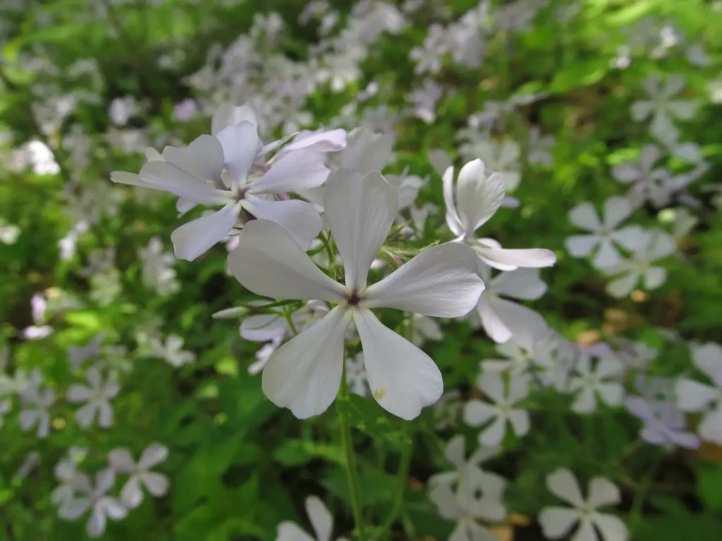 Woodland phlox with pale blue spring flowers