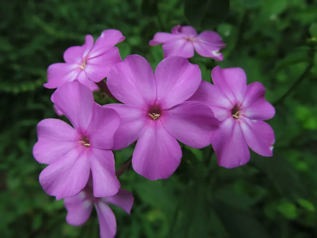 Tall garden phlox (Phlox paniculata) in summer bloom