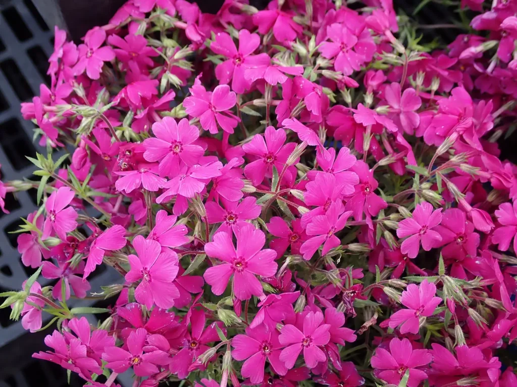 Creeping phlox forming a carpet of spring flowers