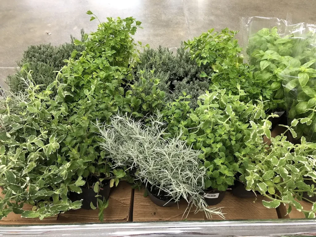 Culinary herbs growing in pots