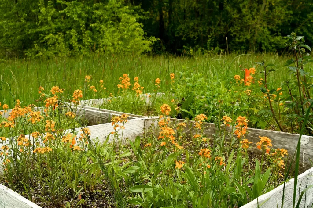 A public pollinator garden full of flowering native plants