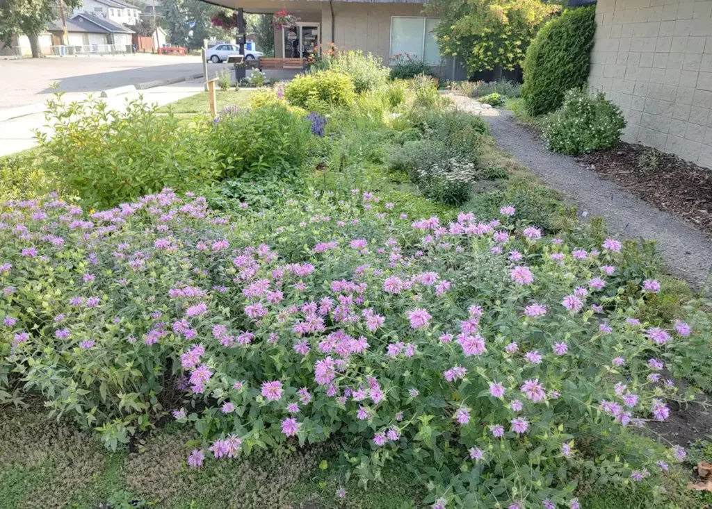 A planted residential rain garden collecting runoff beside a street