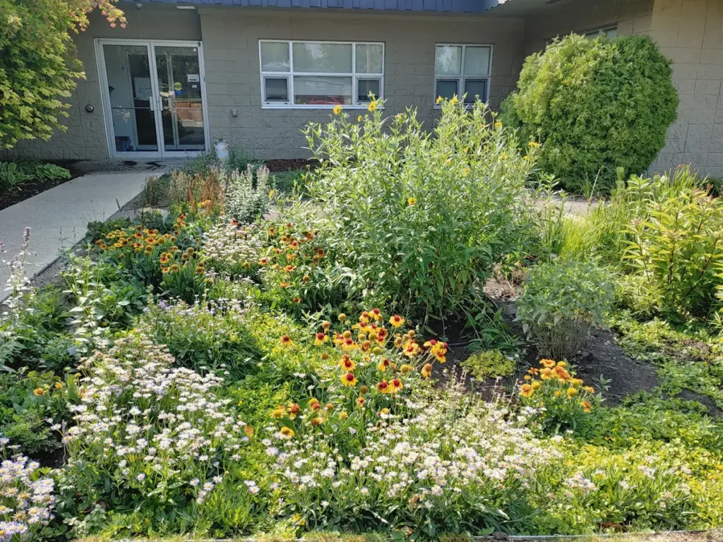 A low-impact rain garden planted with native perennials and grasses