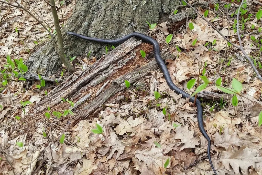 An eastern rat snake, a harmless snake that eats rodents