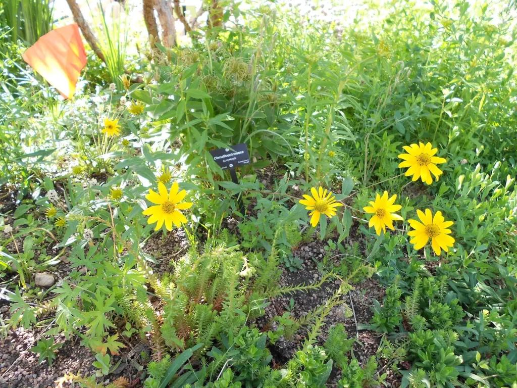 Low alpine plants growing among rocks in a rock garden