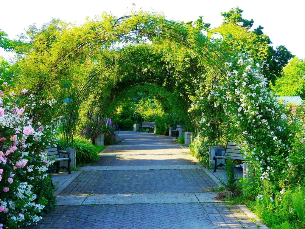 Garden arches covered with climbing roses