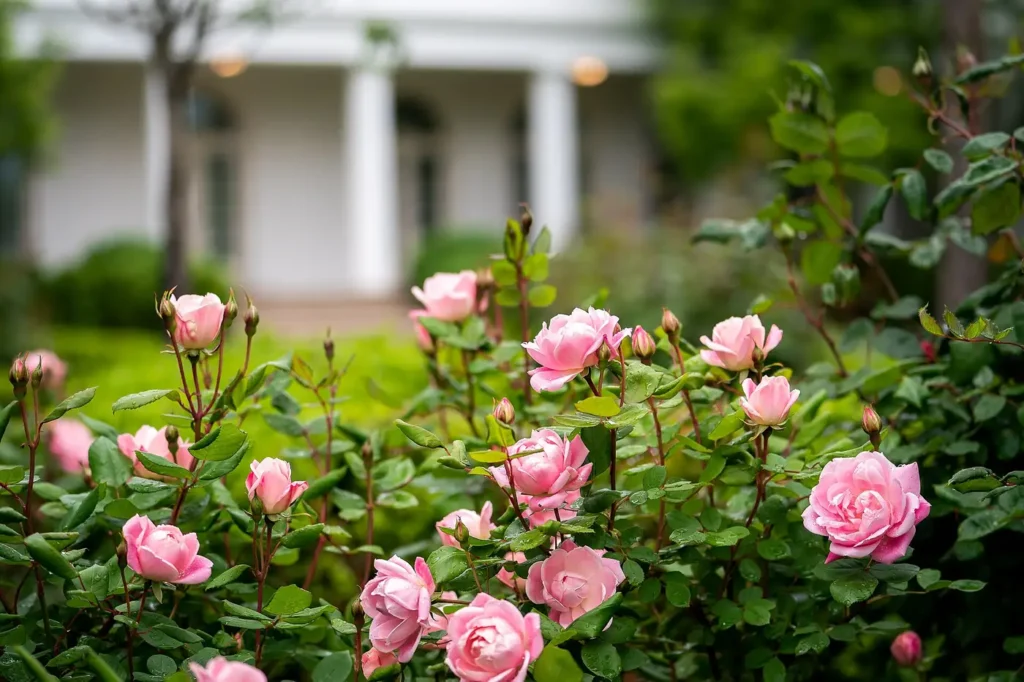 Roses in full bloom in a rose garden