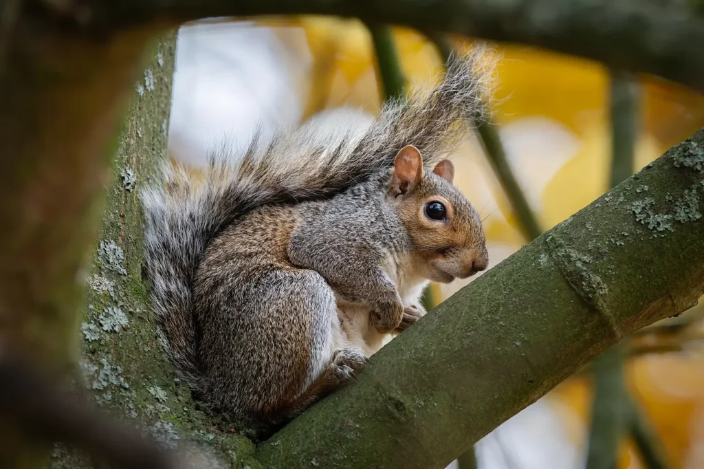 A grey squirrel foraging in a garden