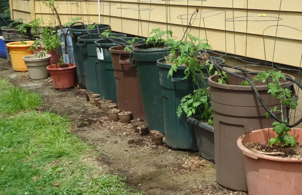 Tomato plants growing in large barrels along the side of a house