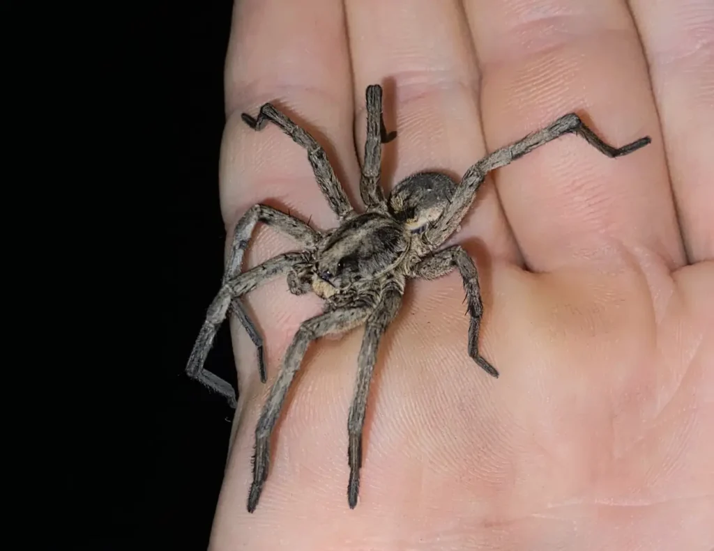 A Carolina wolf spider, a hunting spider that does not build webs