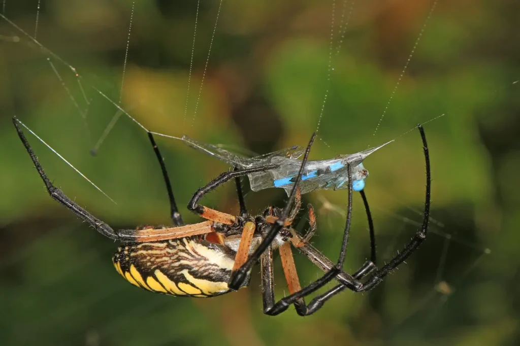 A yellow garden spider in its web