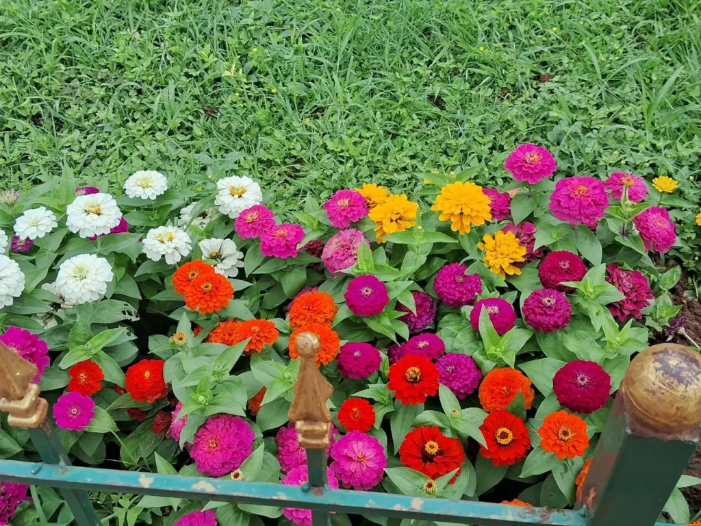 Colorful zinnias blooming in a home cutting garden