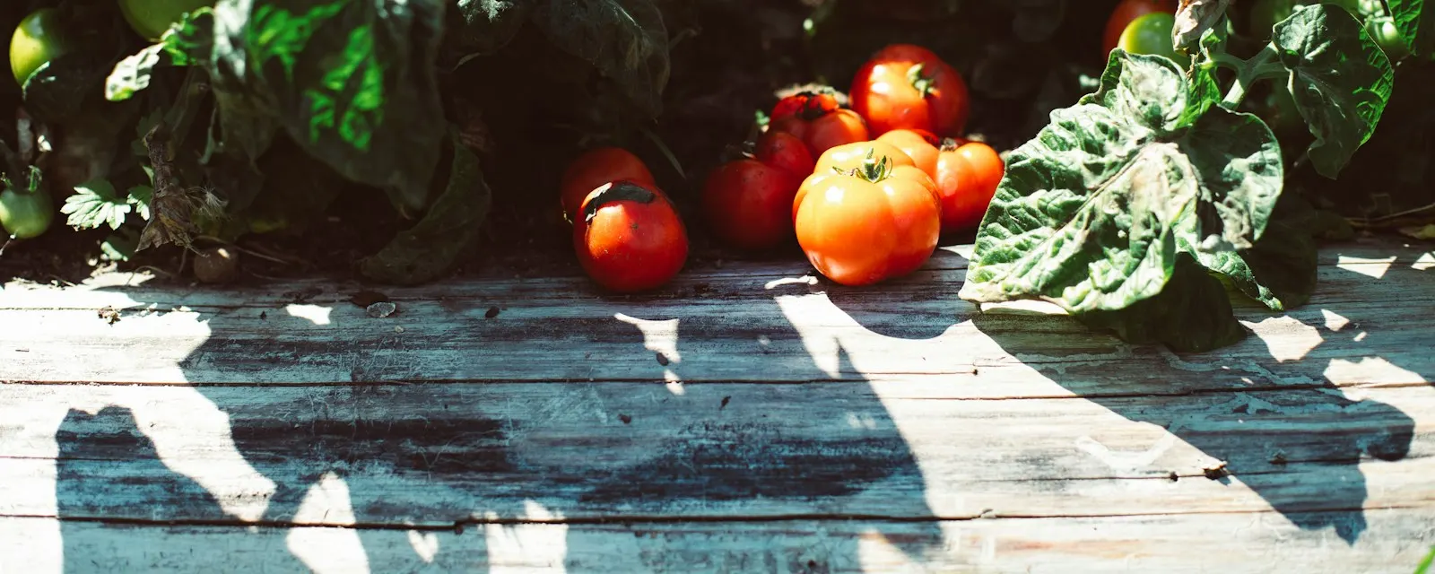 Freshly harvested homegrown vegetables beside a raised bed