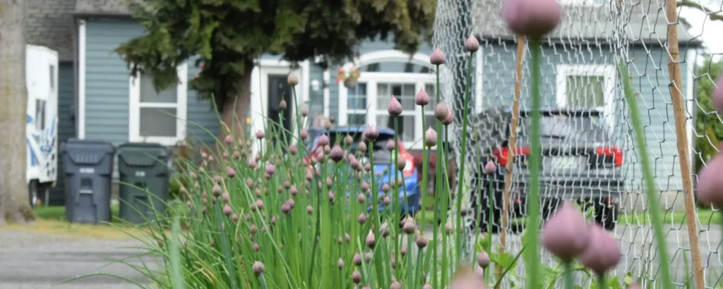 A tidy raised bed with flowering chives and herbs