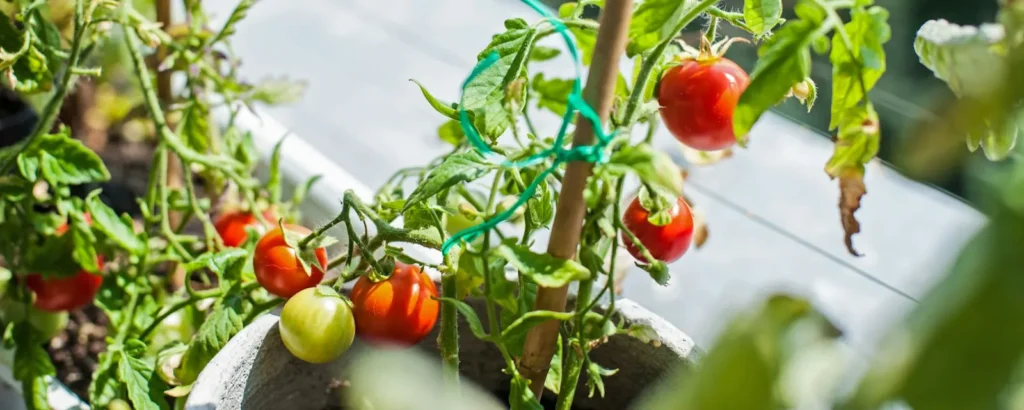 Close-up of tomatoes growing on a plant in a pot