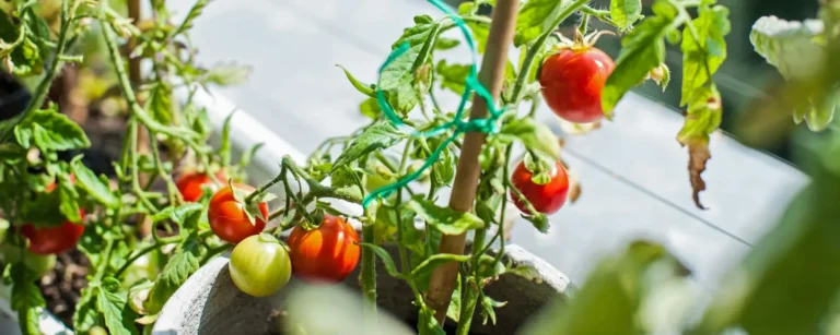Close-up of tomatoes growing on a plant in a pot