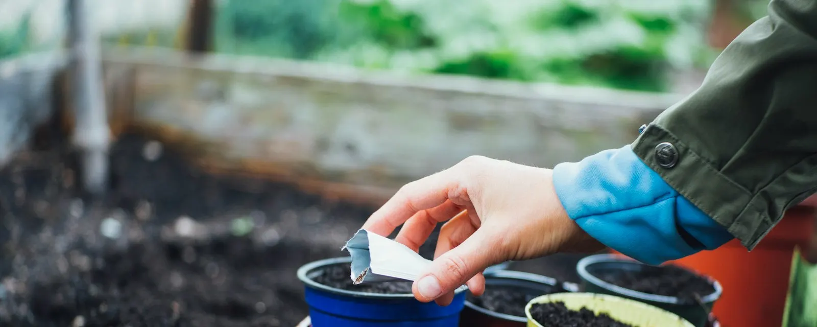 A gardener holding a tomato seedling ready to plant in a raised bed