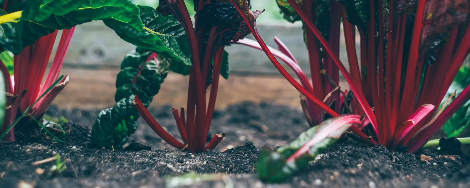 Organic Swiss chard growing in rich soil in a raised bed