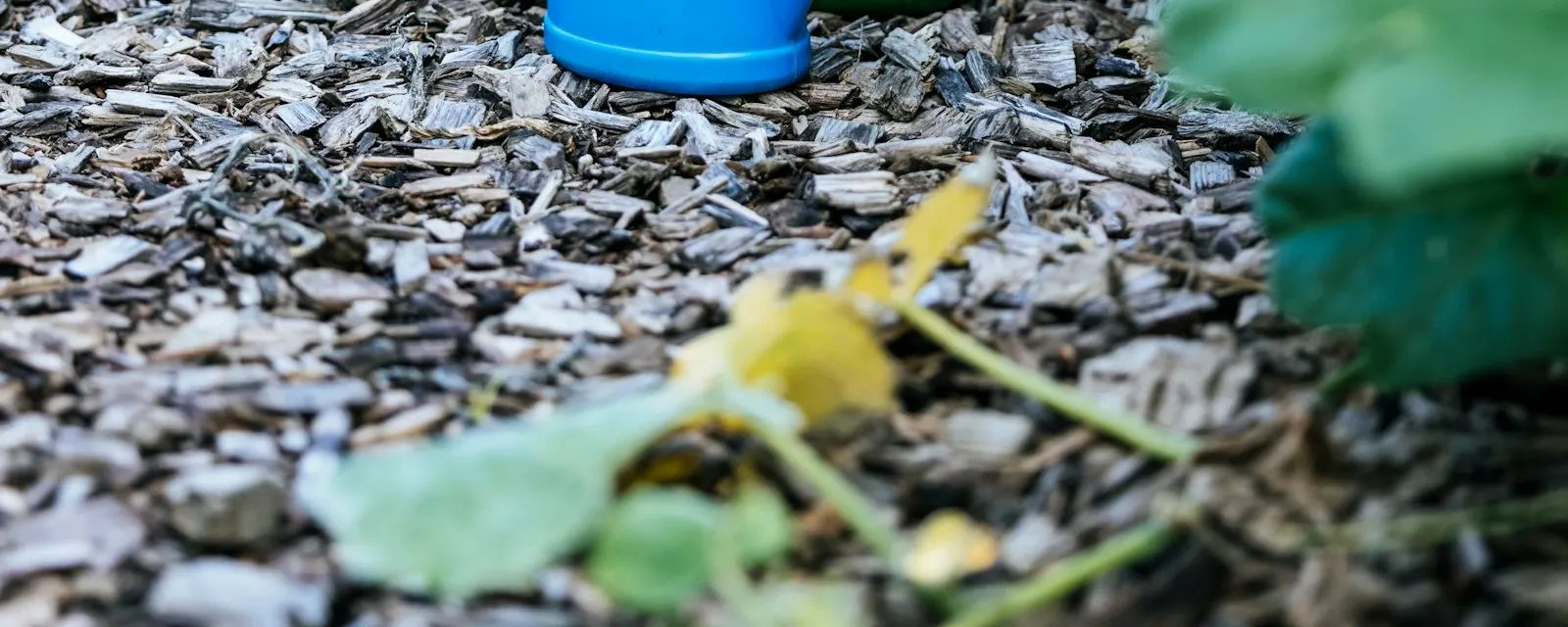 A blue watering can in a vegetable garden